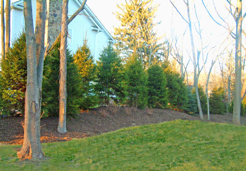 Privacy Landscaping Ideas