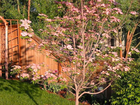 Dogwood+flower+tree