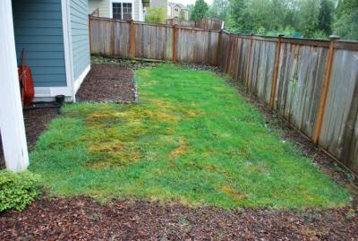 Small Back Yard Landscaping Ideas