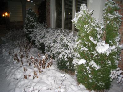 Arborvitae- all lined up for a winter beating!