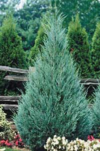 juniper evergreen trees wichita tree landscape types moonglow shrubs landscaping plants medora juniperus narrow tall foliage skyrocket mountain yard rocky