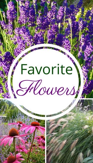 Easy To Grow Flowers Low Maintenance Perennials
