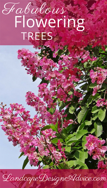 Crape myrtle pink flowering tree.