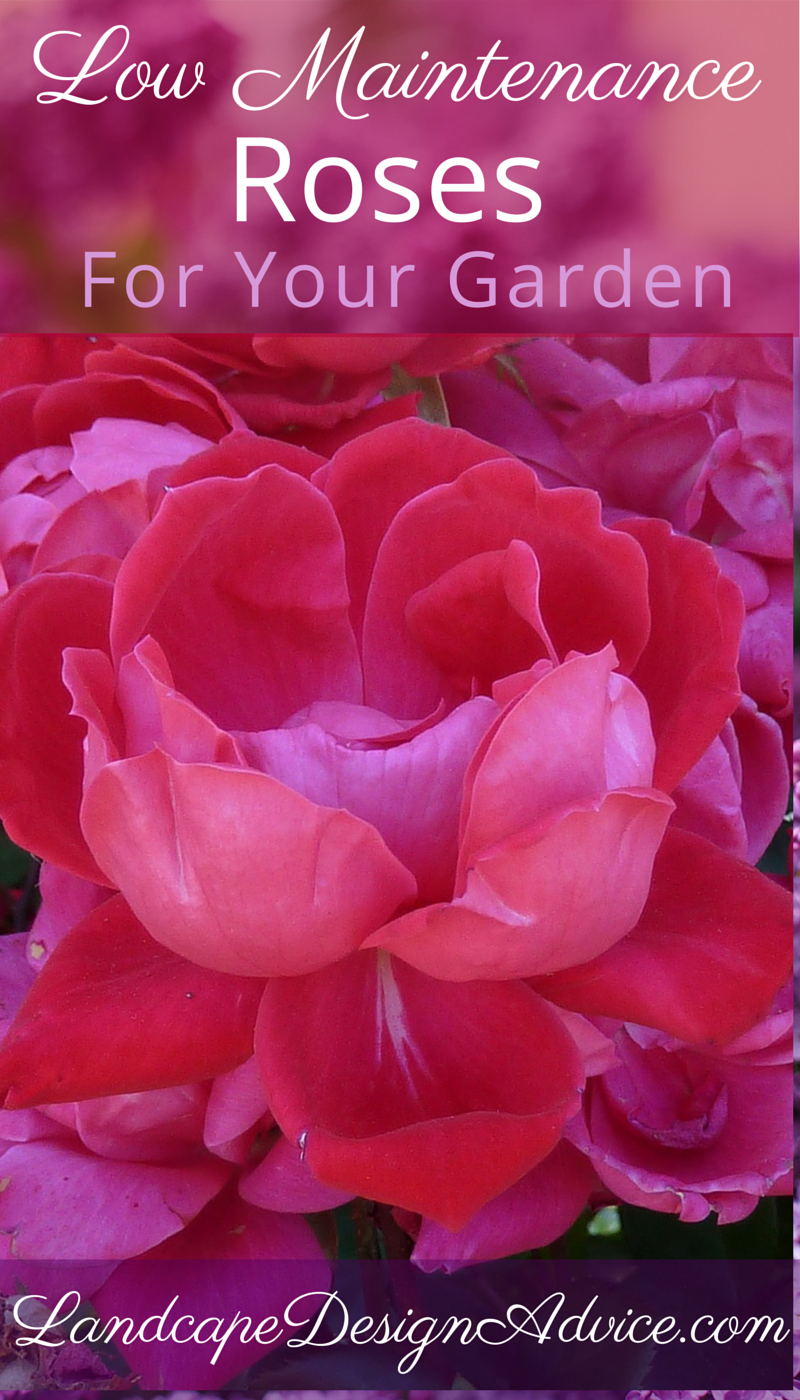 How to Plant and Grow Shrub Roses