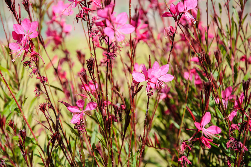 Gaura is a perennial that attracts butterflies and is very hardy.