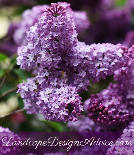 Lilac is a beautiful purple shrub, but not a perennial.