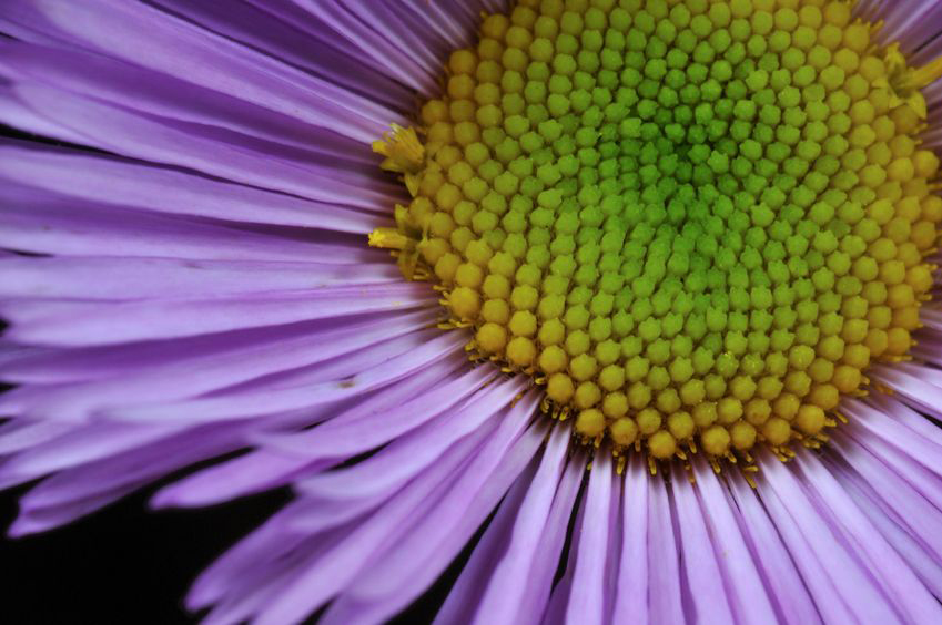 Asters are showy fall perennials.