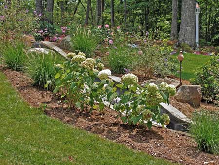 Hydrangea at the stream.