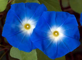 Morning Glory is an annual vine.