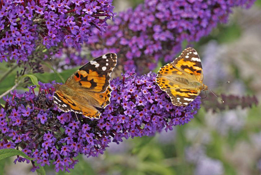 Butterfly bush is a perennial that attracts butterflies.