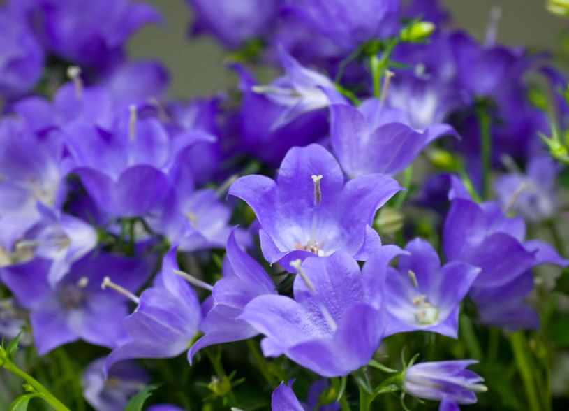 Campanula will take some shade.