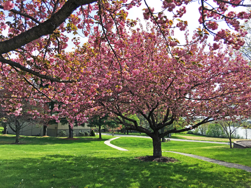 Cherry tree