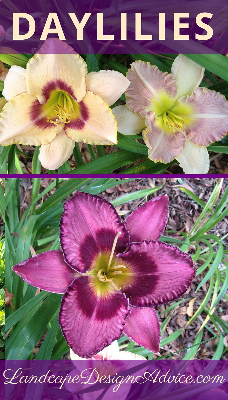 Daylilies for summer color and the sun.