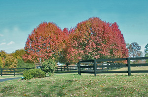 Fall Color With Driveway Trees
