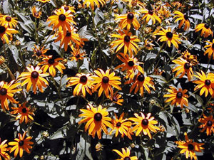 Many perennial flowers take little care