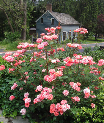 Here is a very easy rose to grow.