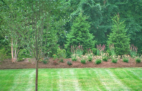 Norway Spruce Trees | Pictures, Information and Design Tips