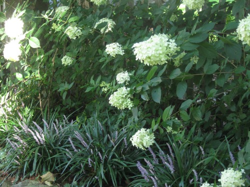 Hydrangea and Liriope in a flower garden.