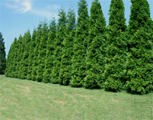 Green Giant Arborvitae show as screening a property.