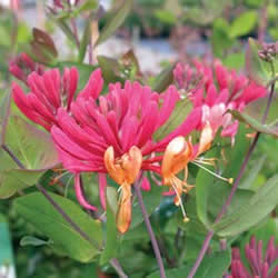 Honeysuckle vine Heckrotti