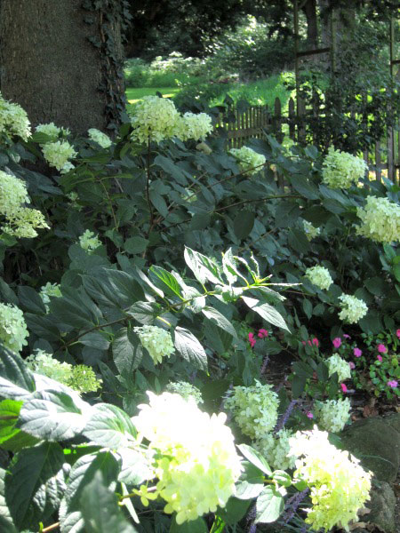 Hydrangea plants in the shade.