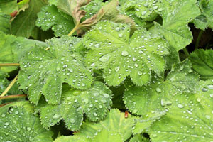 Lady's Mantle is a perennial for great foliage.