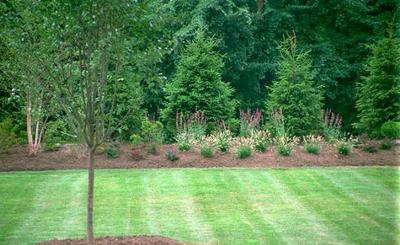 evergreen trees landscaping privacy landscape noise reduction spruce tree backyard norway advice property using evergreens yard types border garden screening