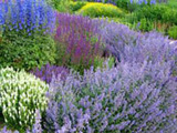 Learn about landscaping plants