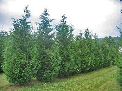 Fast Growing Leyland Cypress Trees, Cypress Trees Landscape Design