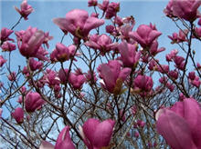 This Magnolia is small and has pink flowers.