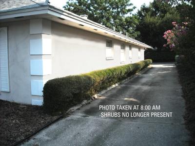 narrow driveway plantings