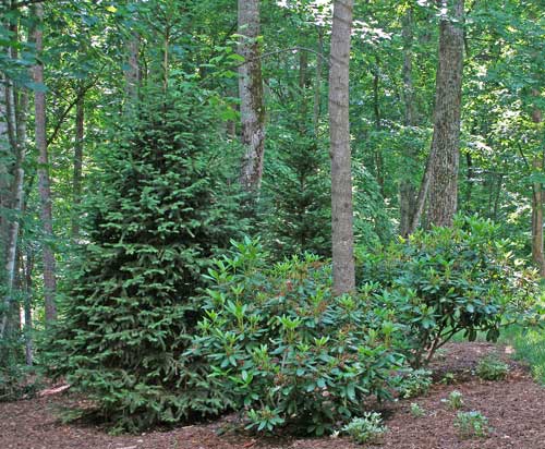 Norway Spruce Trees Pictures Information And Design Tips