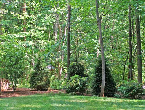 Norway jSpruce as part of a mixed planting.