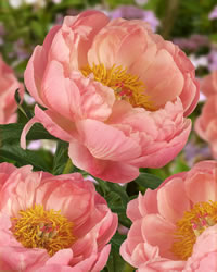 Peony is showy when in bloom.