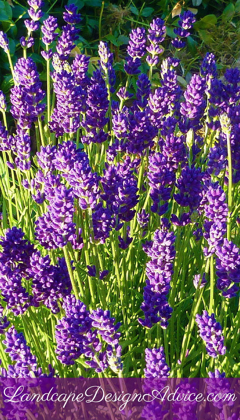 Lavender looks nice alone, but particularly with roses.