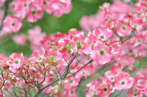 Pink Dogwood tree.