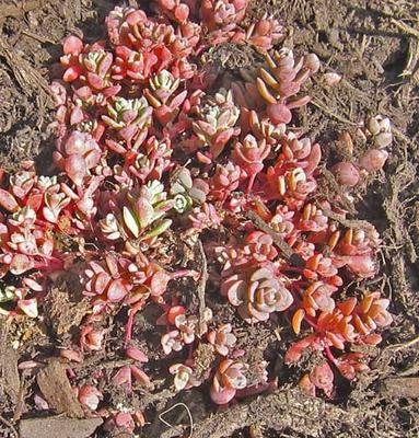 Pink Sedum