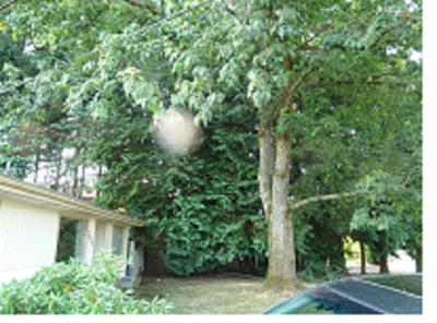 trees on south side of house