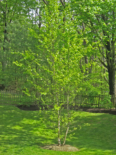 River Birch can have a single stem or be multi-stemmed.