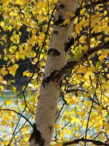 A River Birch has great bark color and texture.