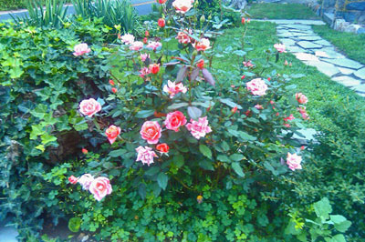 Carefree Celebration is an easy to grow rose.