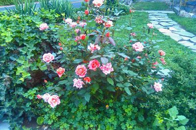 Carefree Celebration is an easy to grow rose.