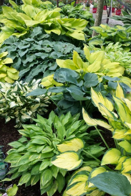 Hosta for shade gardens.