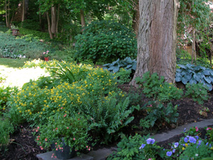 A shade garden with lots of colorful perennials.