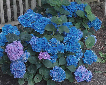 Hydrangea Forever and Ever with blue flowers