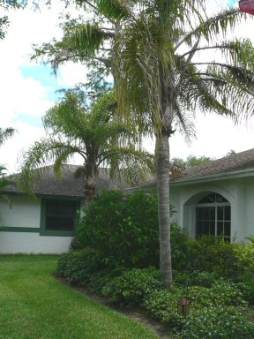 Front Yard Plantings