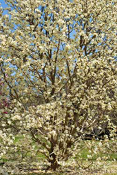 This Magnolia has white flowers.