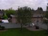 Backyard Screening for Privacy
