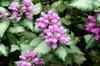 Lamium Perennial for the Shade