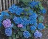 Hydrangea Forever and Ever with blue flowers